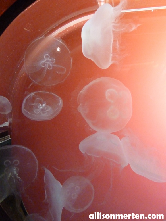 jelly-fish-shedd-aquarium-allisonmerten
