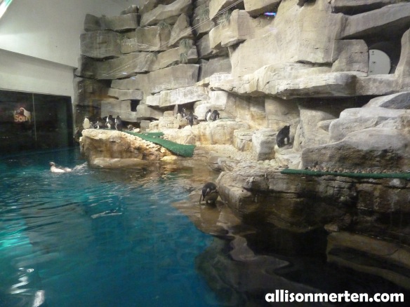penguin-shedd-aquarium-allisonmerten