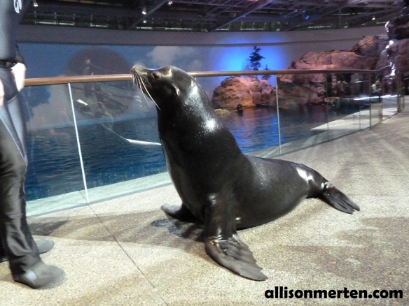 sea-lion-shedd-aquarium