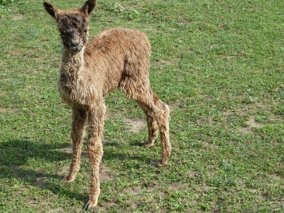 Alpacapalooza Star Maker