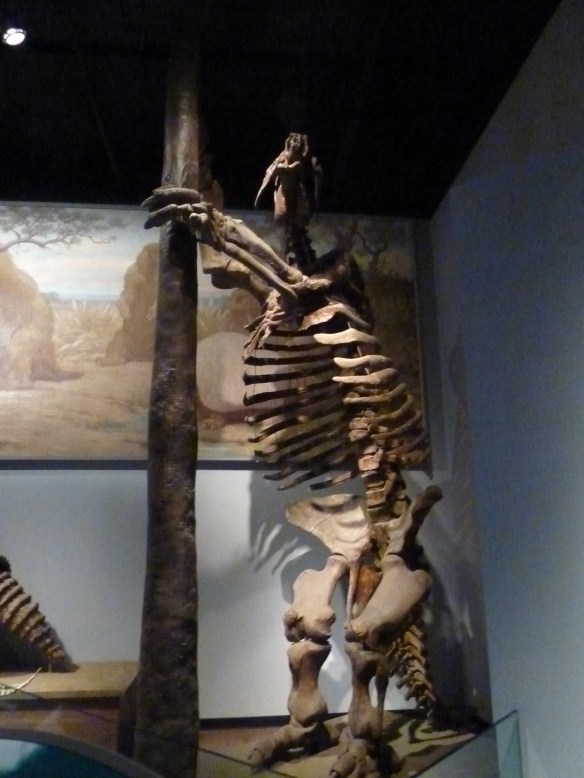 Field Museum Giant Sloth