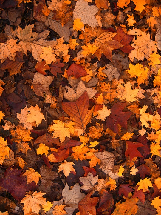 fall-foliage-111315_960_720-pixabay